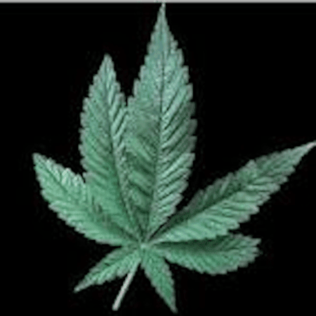 CBD Hemp Leaf 450x450 Min