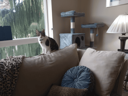 Cat Josie on back of sofa 440 x 331