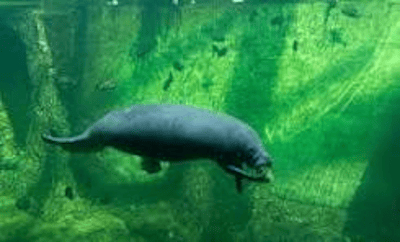 Aquarium pic of Manatee 400 x 242