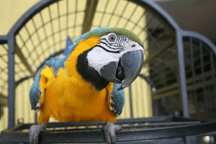 Parrot by Unsplash 440 x 294