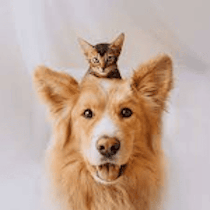 Dog and cat smile 4 430 x 430