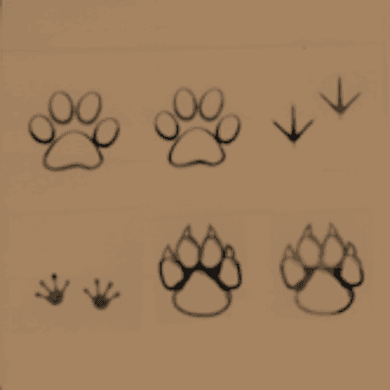 Animal Prints, Tan, 430 x 430