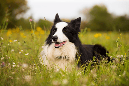 Border Collie resting in grass after a run by Pixabay 430 x 287