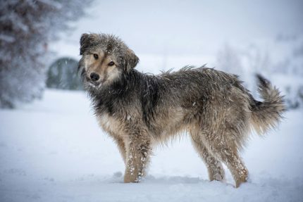 Dog outside in snow 430 x 287