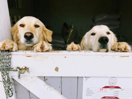 Dogs at boarding and daycare by Pexels 430 x 323