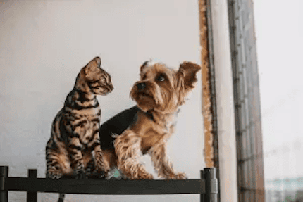 Cat and dog sitting together by Pexels 430 x 287