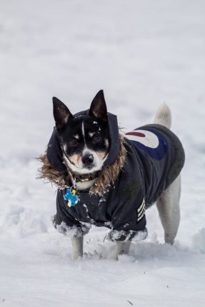 dog on snowy field by Krisztian Kormos on Pexels 287 x 430
