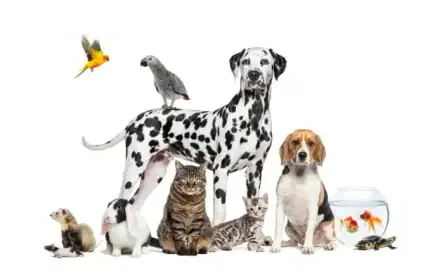 Pet animal group 430 x 278