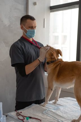 Pet at vet office 287 x 430