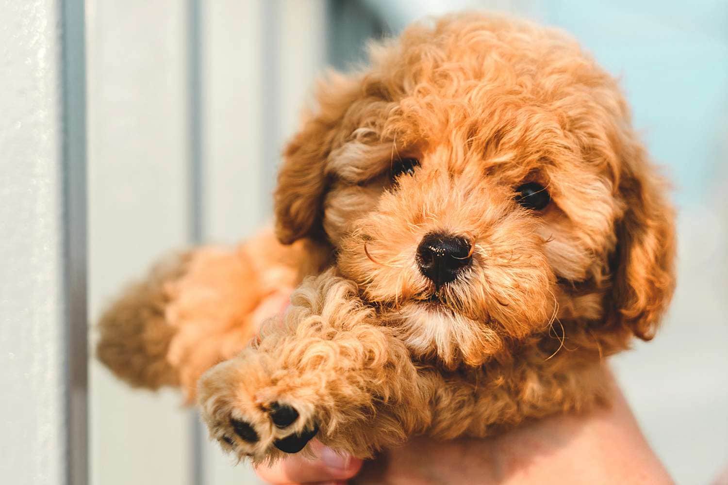 Comprar Caniche. Precios y cachorros en España