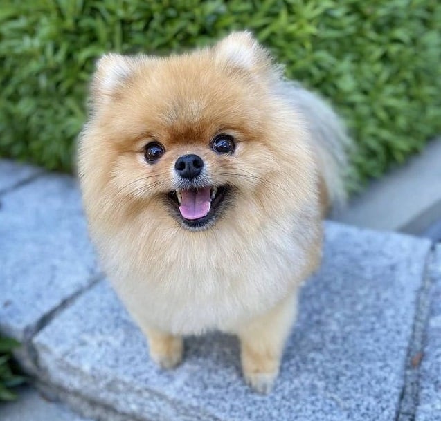 Precios del Pomerania. Consigue tu cachorro en España