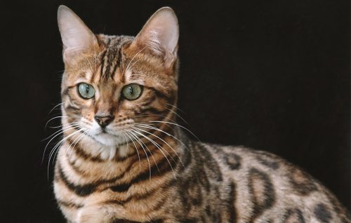 Gato Siberiano