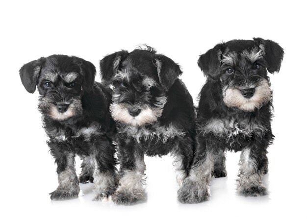 Precios del Schnauzer Mini. Consigue tu cachorro en España - Petwow