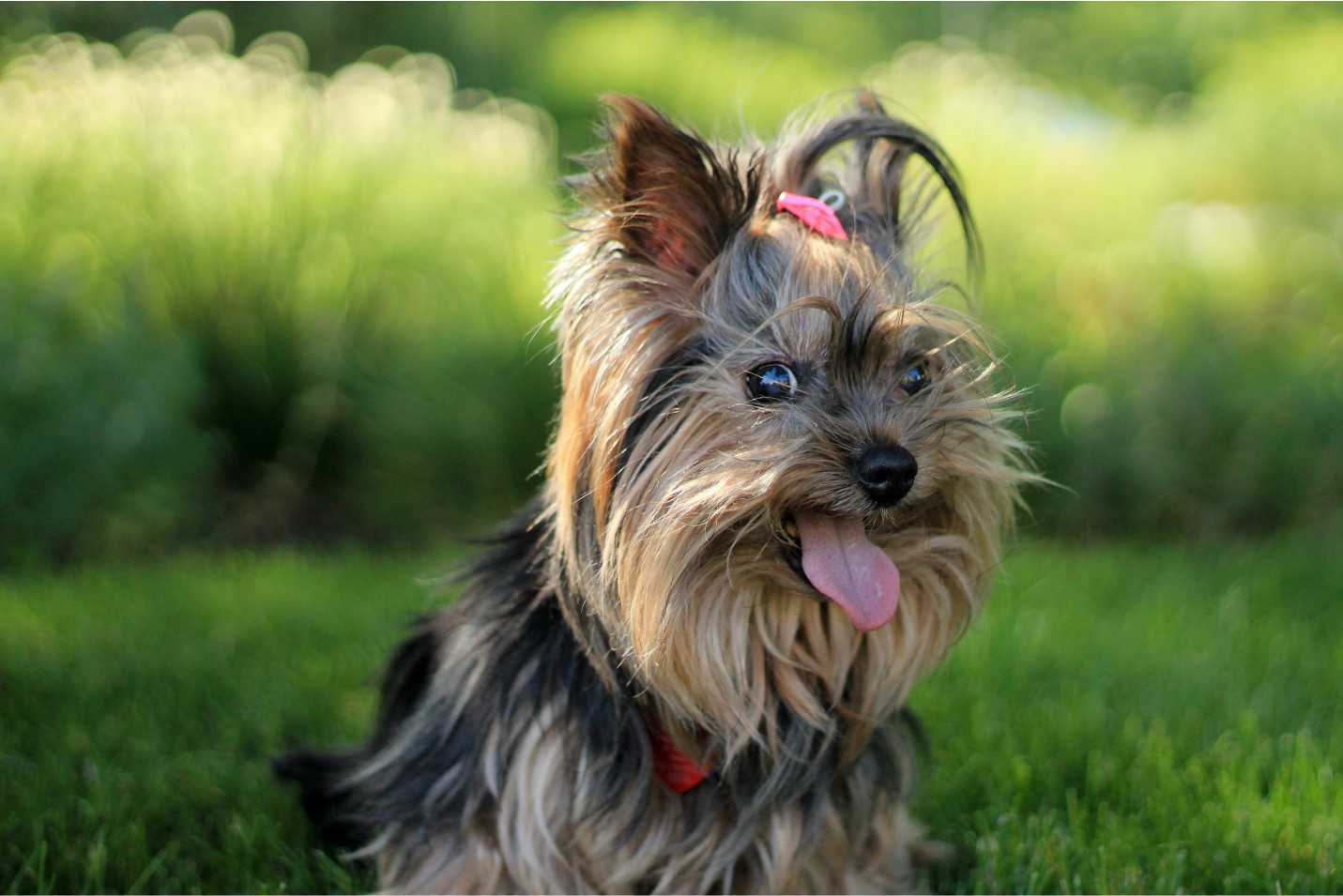 Comprar Yorkshire Terrier. Precios y cachorros en España - Petwow
