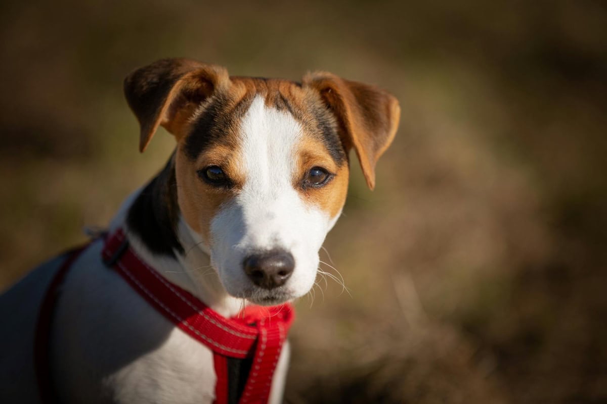 Encuentra Jack Russell Terrier a buen precio en España - Petwow