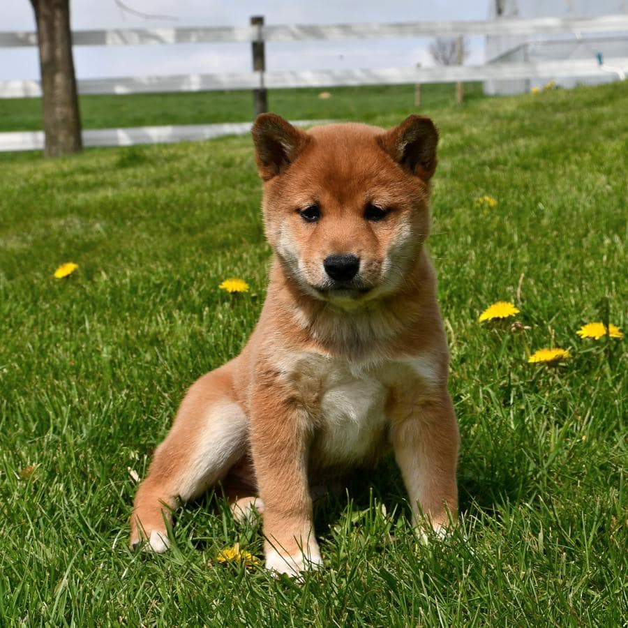 Comprar Shiba Inu: Tu cachorro ideal cerca de Barcelona