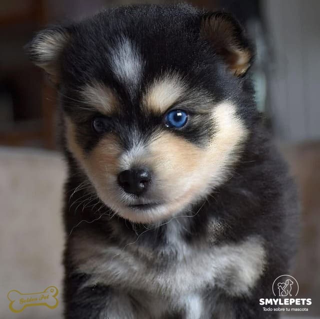 Pomsky - Petwow