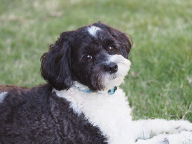 ShihPoo - Petwow