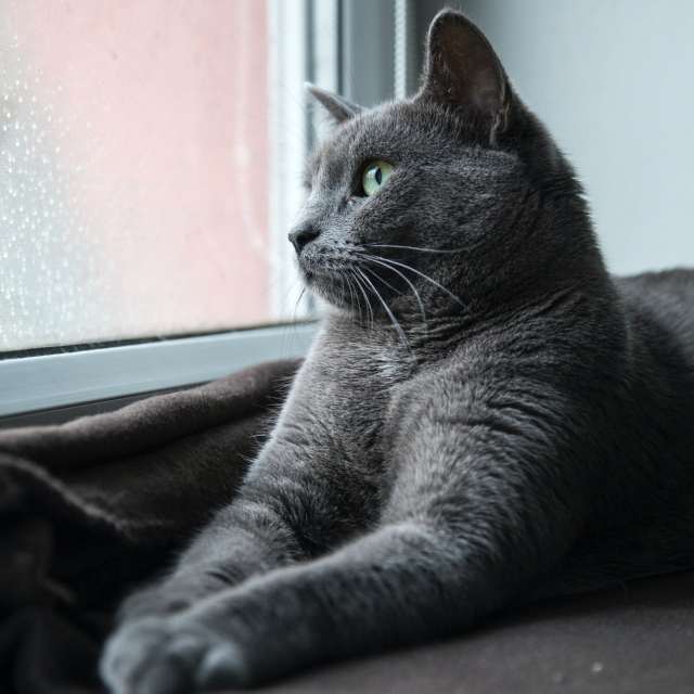 Gato Azul Ruso - Petwow