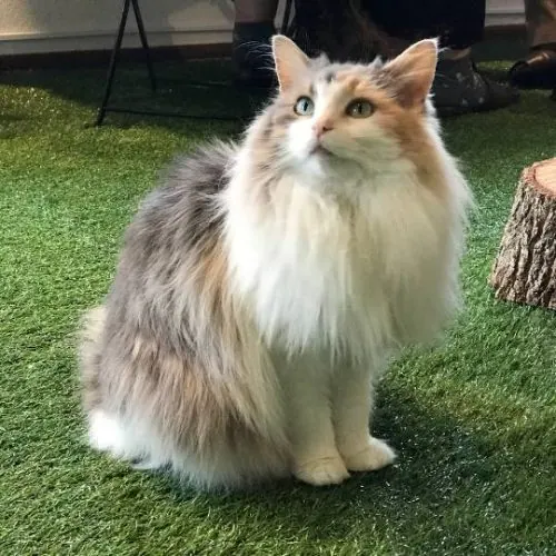 Gato Bosque de Noruega