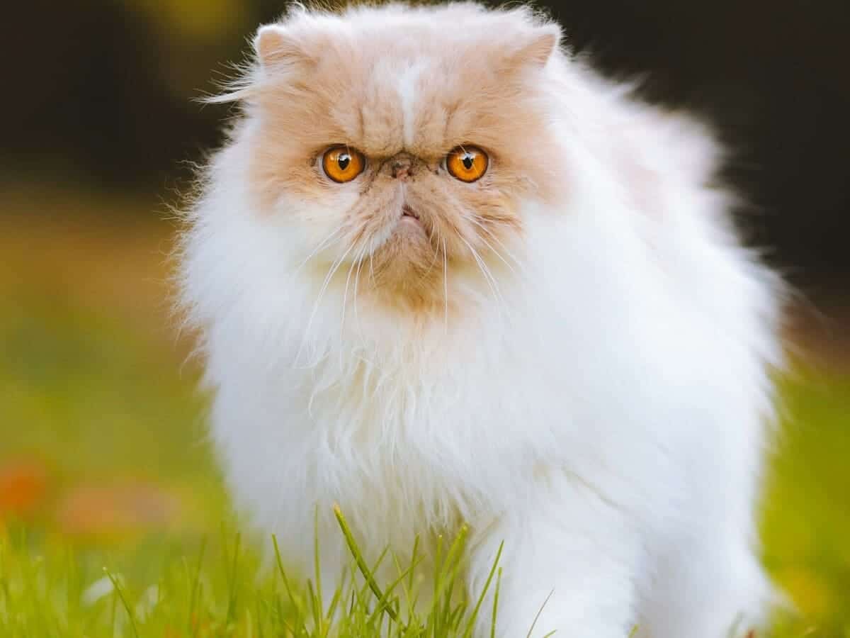 Gato Persa - Petwow