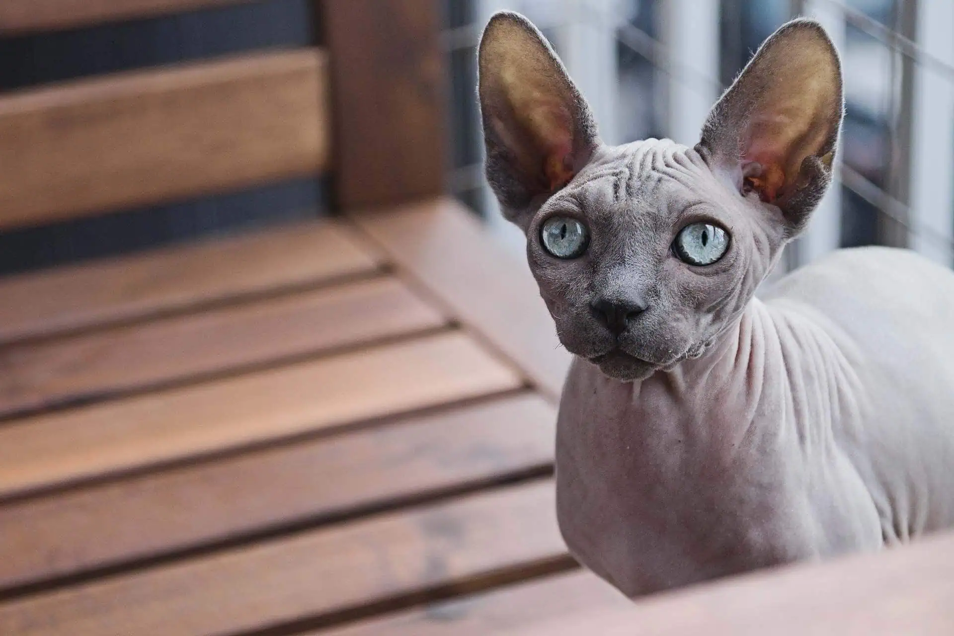 Sphynx - Petwow