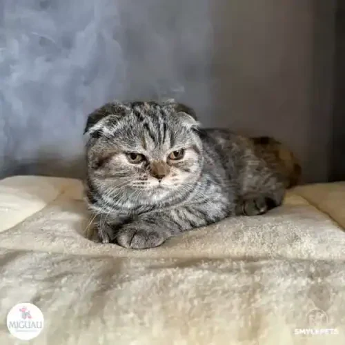 Scottish Fold