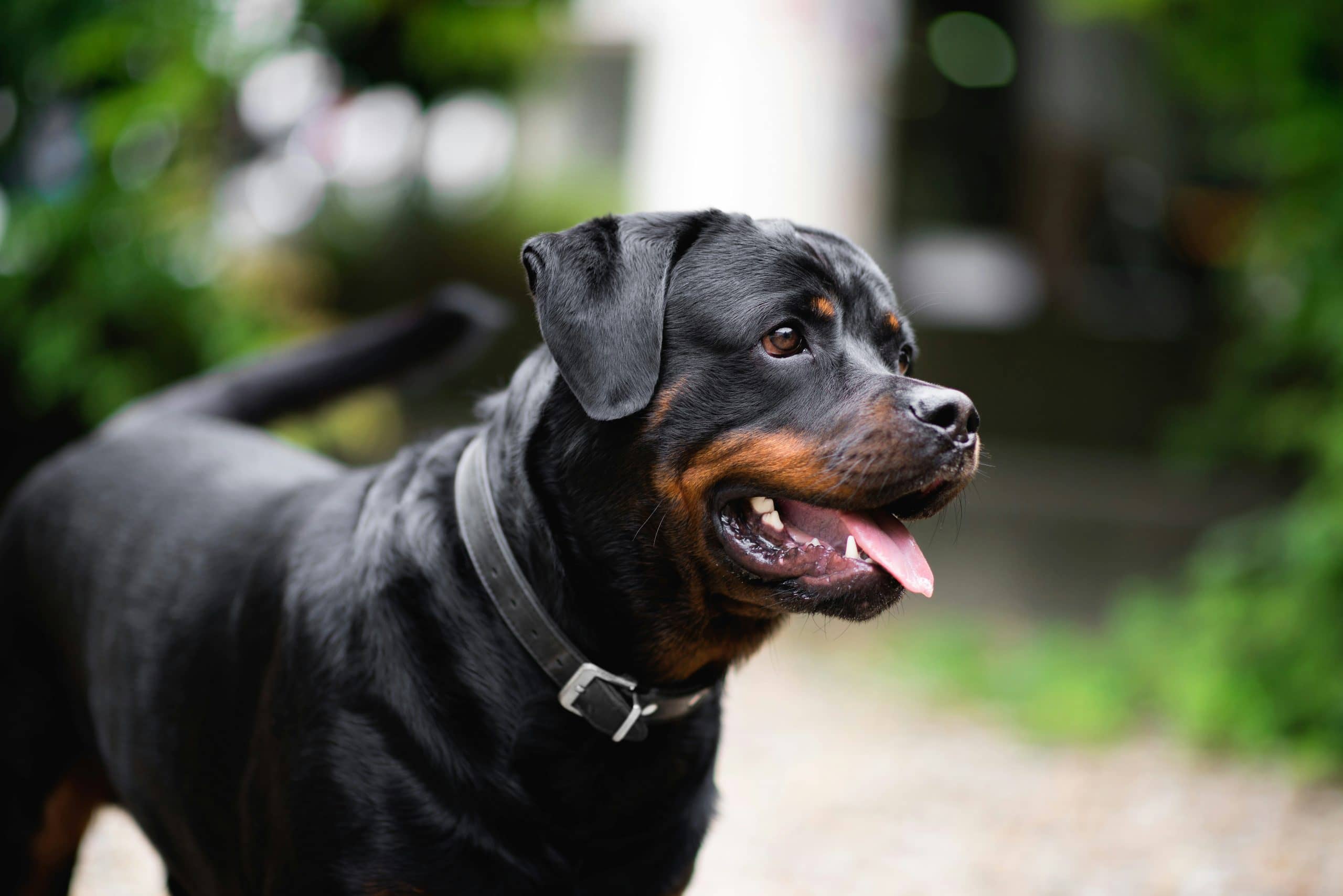 Rottweiler - Petwow