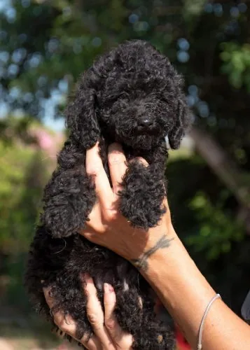 Caniche Toy