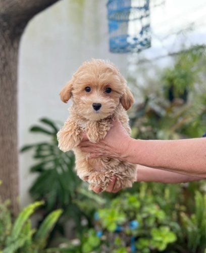 Maltipoo Toy
