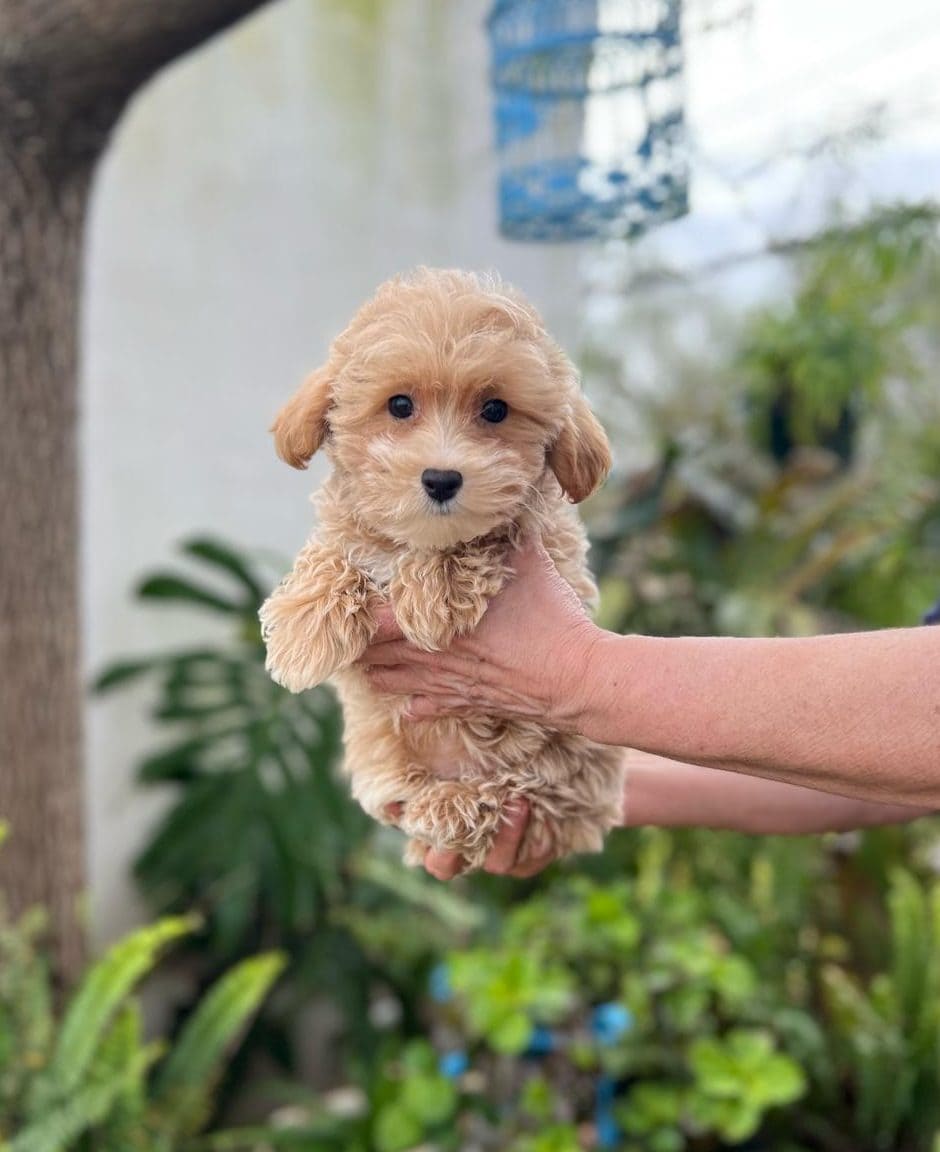 Maltipoo Toy - Petwow