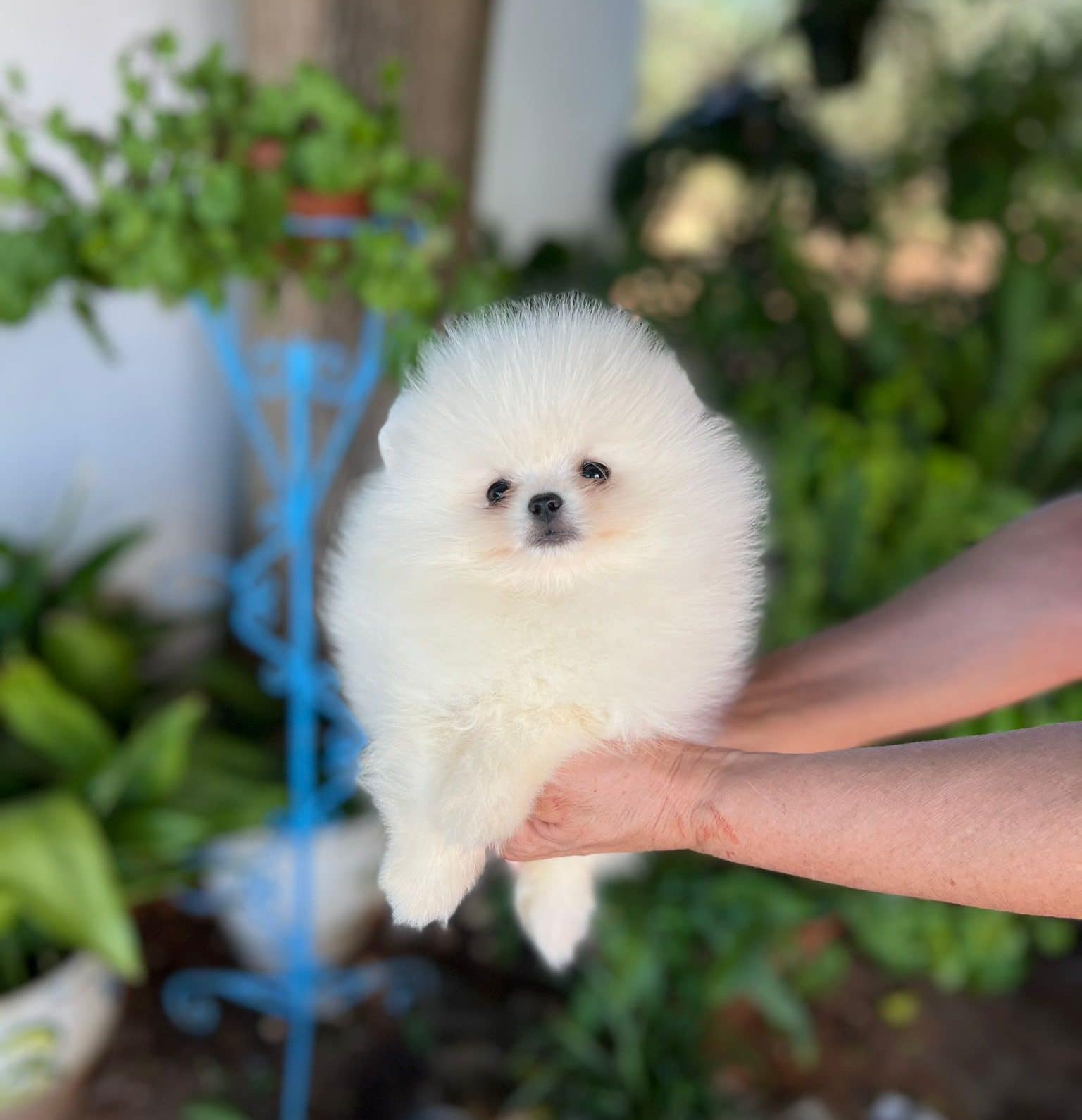 Pomerania blanco - Petwow