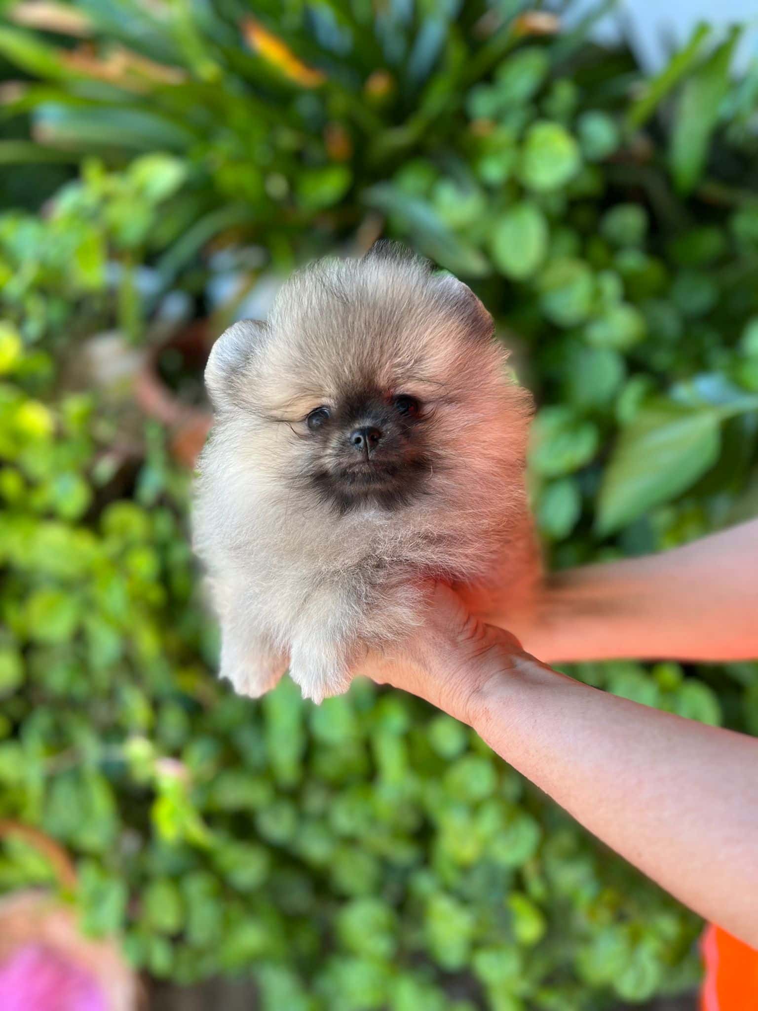 Pomerania Toy - Petwow