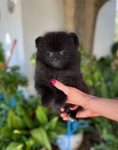 Pomerania negro
