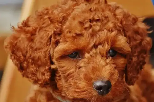 Caniche Toy rojo