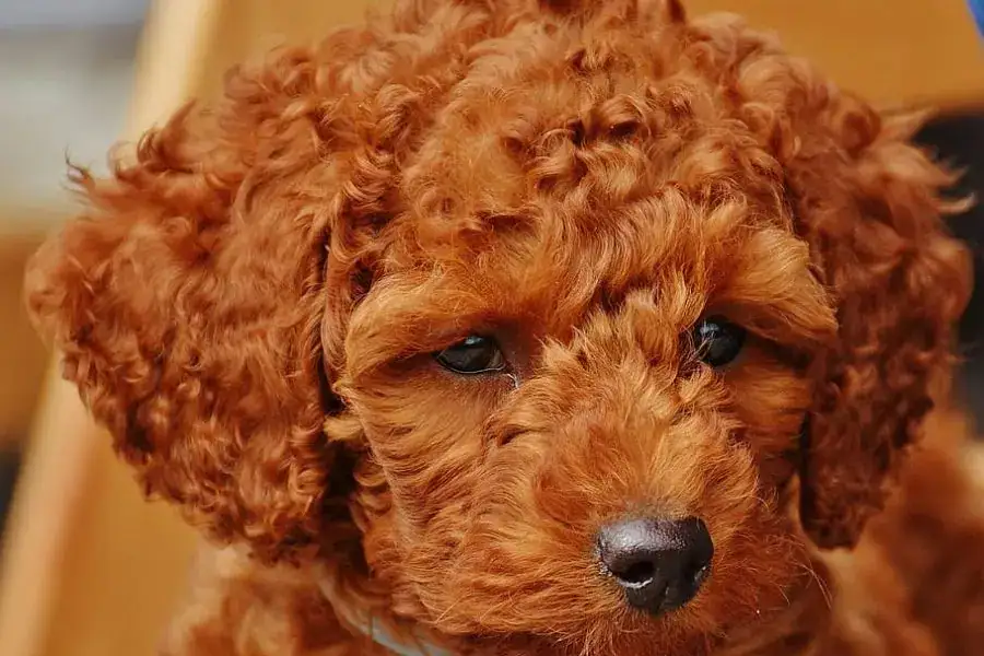 Caniche Toy rojo - Petwow