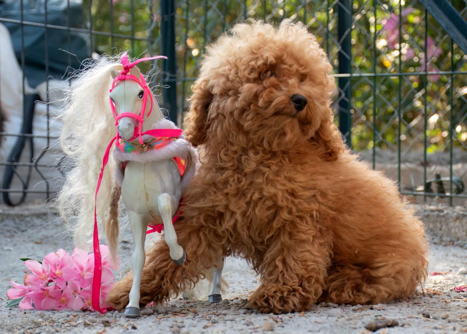 Caniche Toy adulto - Petwow