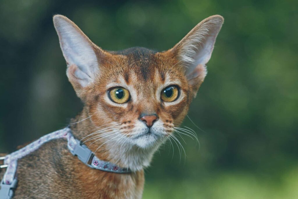 gato abisinio adulto con arnés puesto