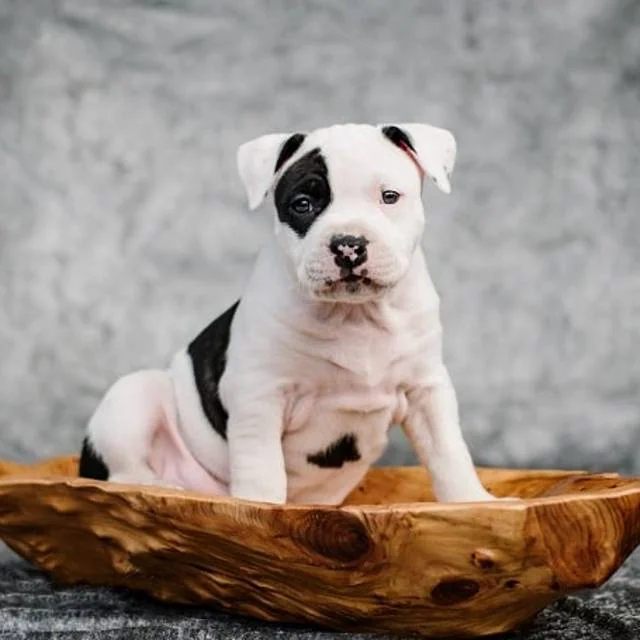 American Staffordshire - Petwow