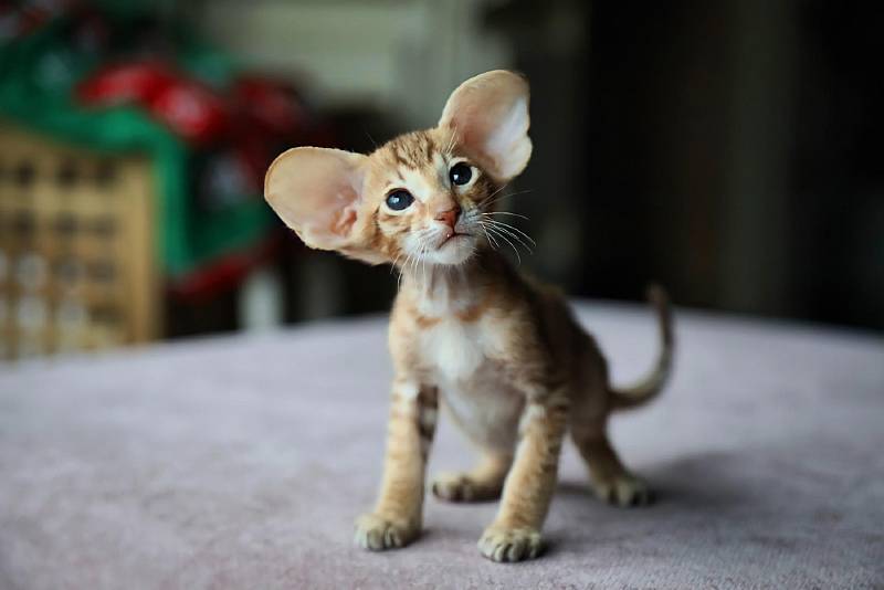 cachorro de gato oriental bebé posando para venta