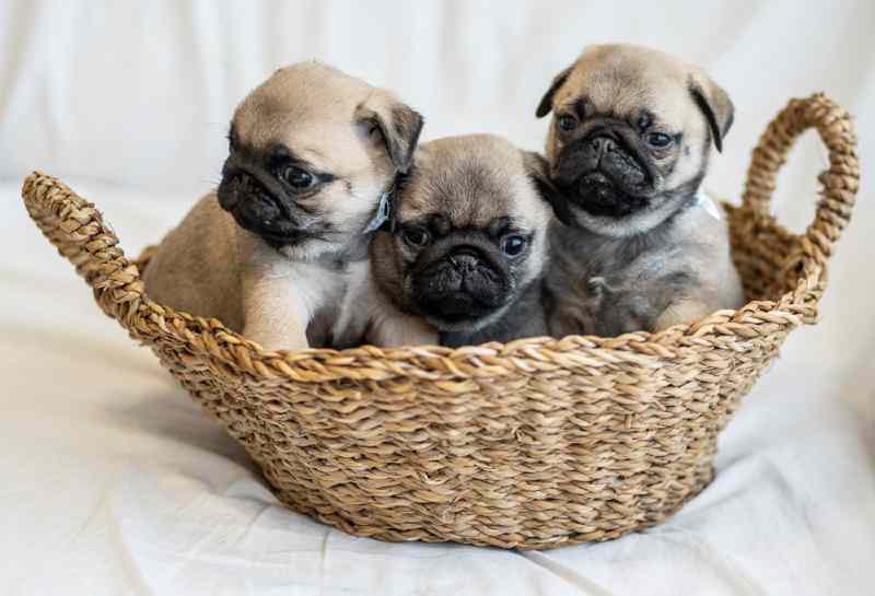 cachorros de carlino beige del criadero carlbulls
