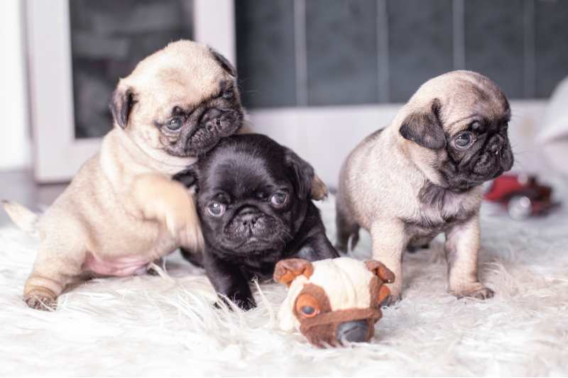 tres cachorros de carlino jóvenes juntos sobre superficie clara