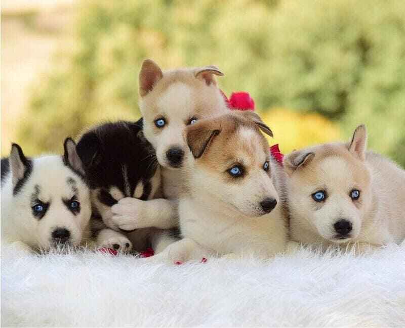 grupo de cachorros de husky siberiano en camada