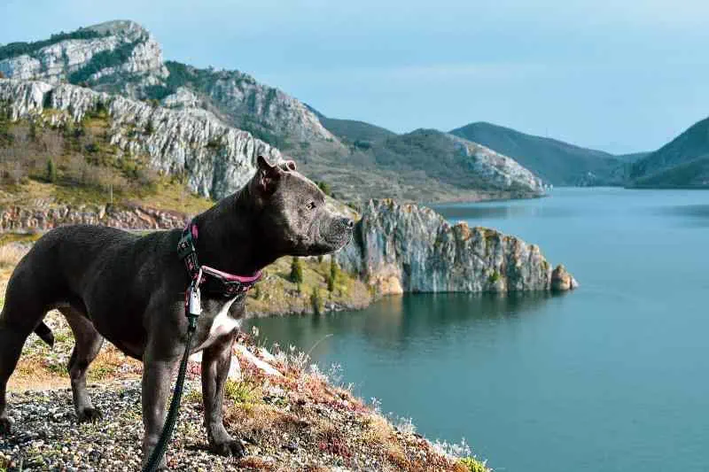 Staffordshire Bull Terrier de pelaje claro en pose frontal
