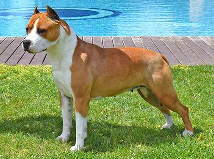 Perro American Staffordshire adulto posando en exterior