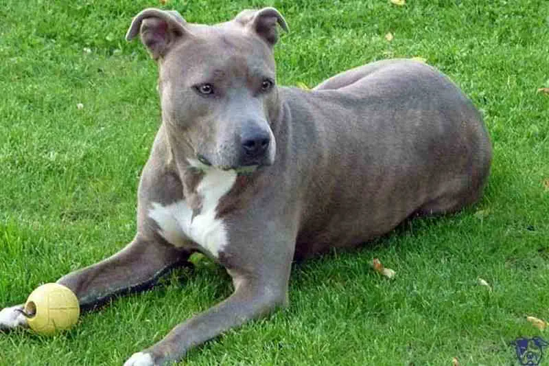 Cachorro Amstaff joven sentado mirando hacia la cámara