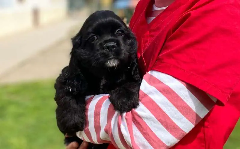 cachorro de cocker americano de pocos meses en criadero