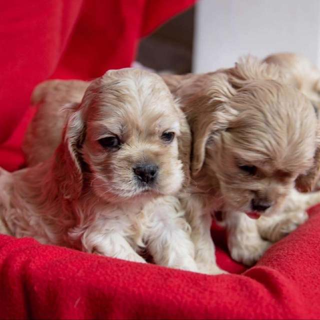 Cocker Spaniel - Petwow