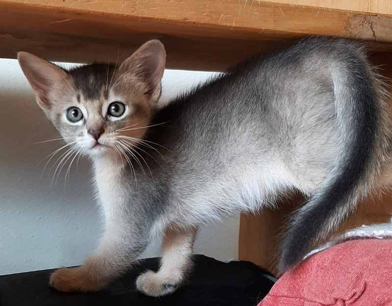 gatito abisinio joven de color rojizo
