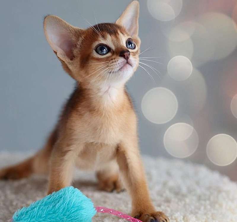 gatito abisinio pequeño de pelaje claro